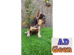 French BullDog Pups Available For Sale